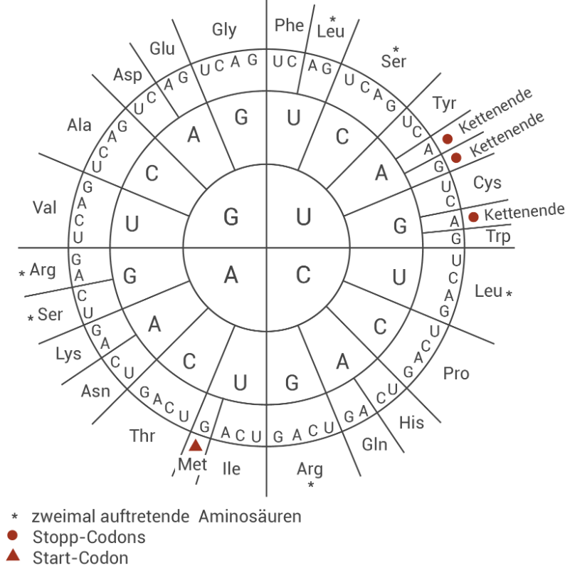 Codon-Rad: RNA-Basenkreuzung und zugeordnete Aminosäuren, Start- und Stop-Codons markiert.
